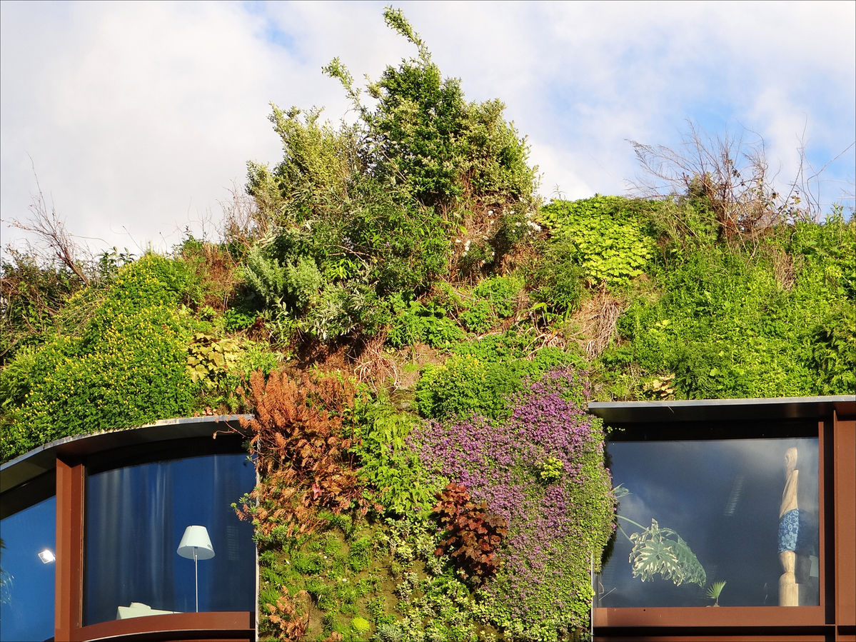 Mur végétal du musée que quai Branly à Paris – Crédit : Jean-Pierre Dalbéra / Wikimedia Commons - Grand Paris Durable