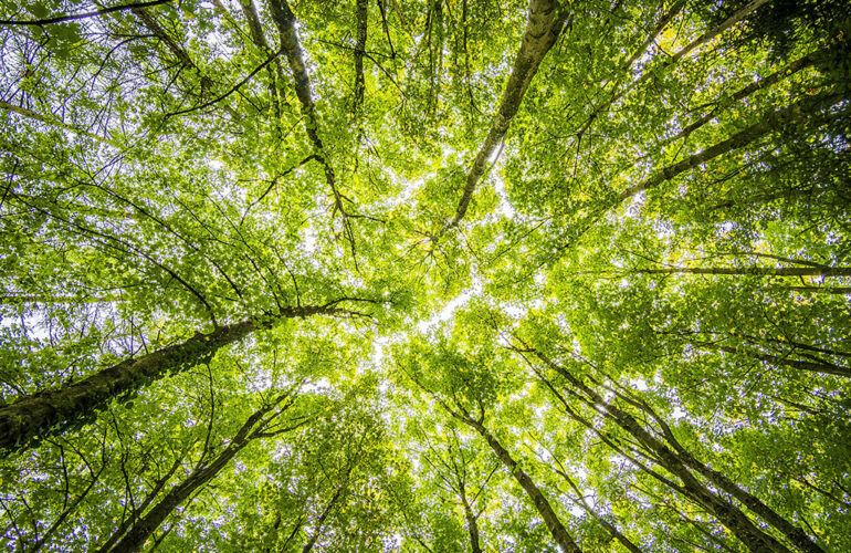 green-got - © Felix Mittermeier / Pexels - grandparisdurable.org