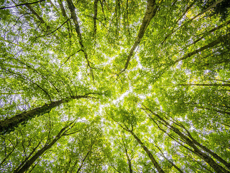 green-got - © Felix Mittermeier / Pexels - grandparisdurable.org