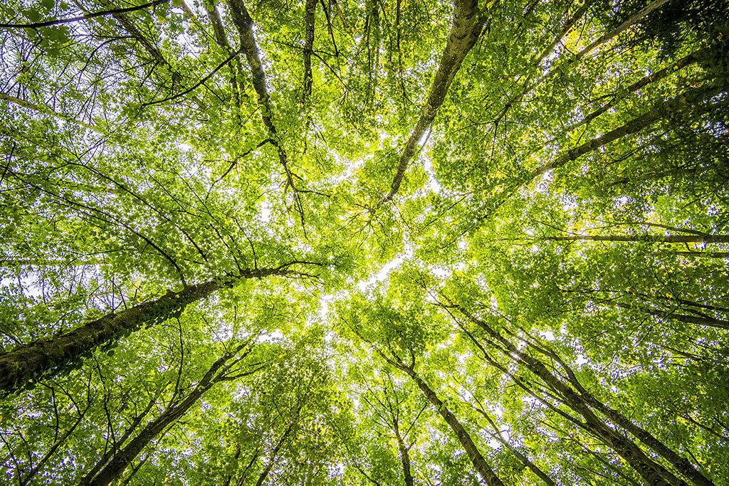 green-got - © Felix Mittermeier / Pexels - grandparisdurable.org